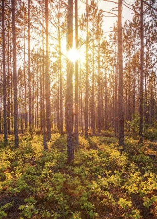 the sun shining through a forest