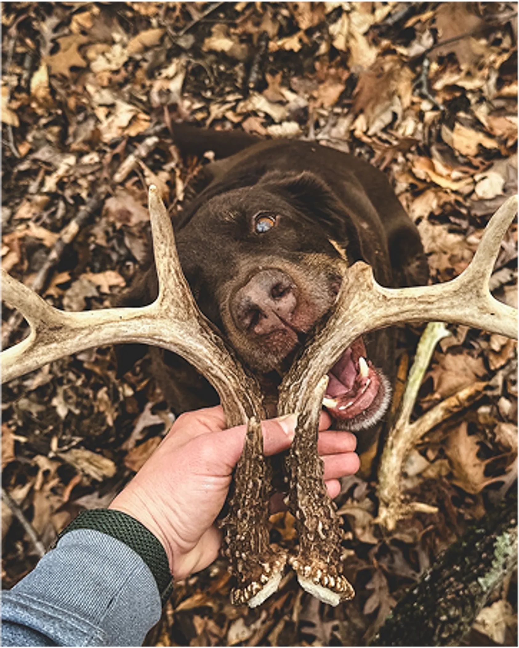 Hand holding freshly found deer antler (shed) with hunting dog's face visible behind it among fallen autumn leaves on forest floor