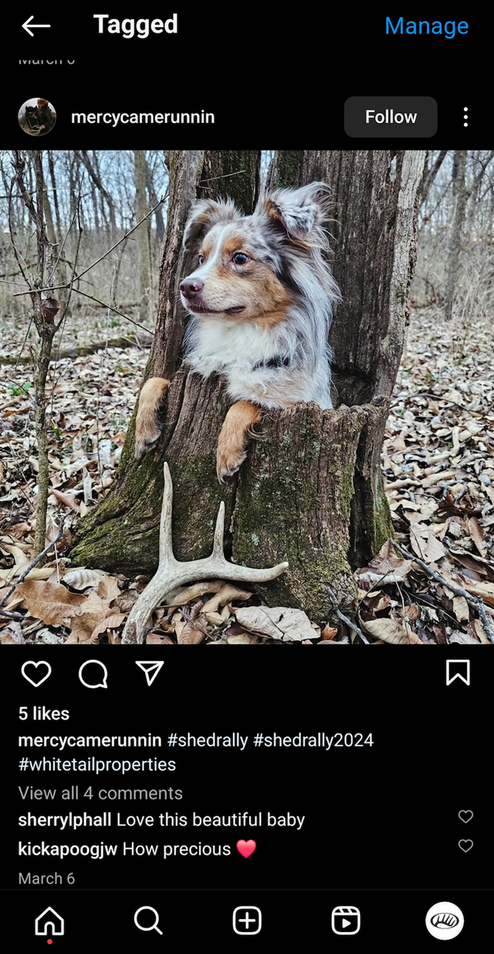 Instagram post showing Australian Shepherd dog sitting on tree stump with deer antler positioned below, demonstrating social media sharing for shed hunting