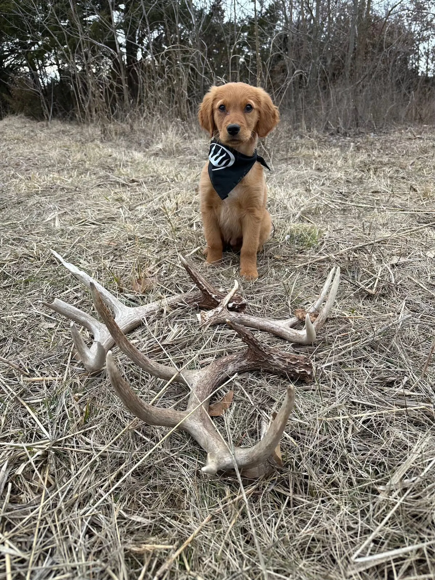 Golden retriever puppy sitting in field with collection of deer antlers and sheds arranged in front, demonstrating how dogs can assist in shed hunting