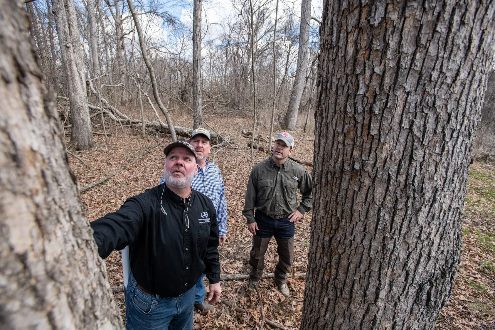 Three men standing in deciduous forest examining large tree trunk, representing timber assessment and forestry management for land investment purposes