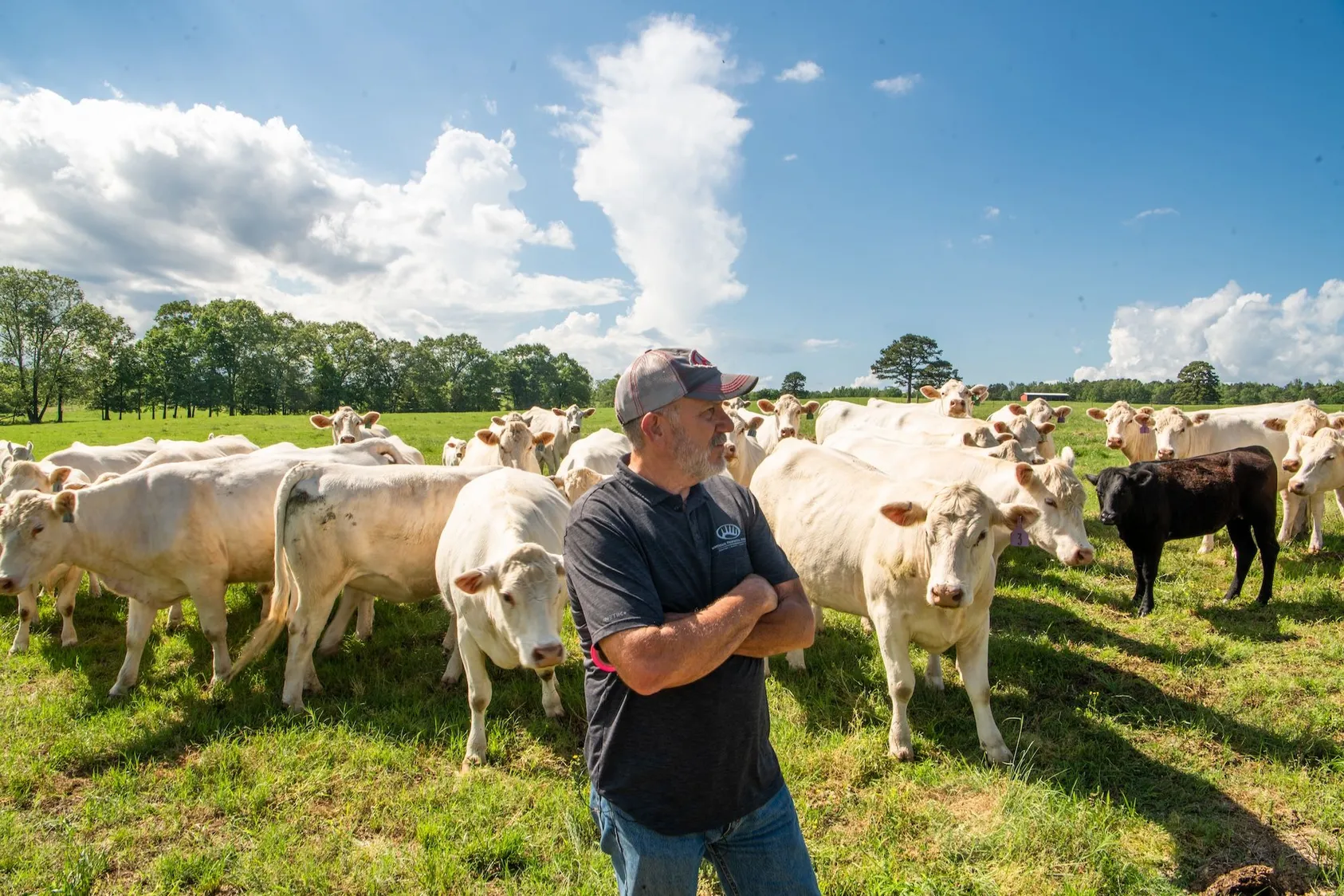 Farmer in work clothes standing among herd of black and white cattle in green pasture, showing livestock farming and agricultural land use for income generation