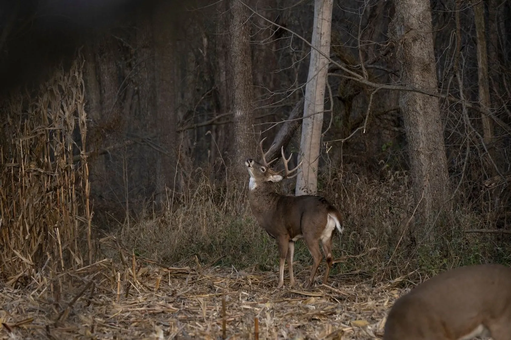 Mature whitetail deer standing in forest setting, demonstrating the type of wildlife that quality habitat management aims to attract and hold