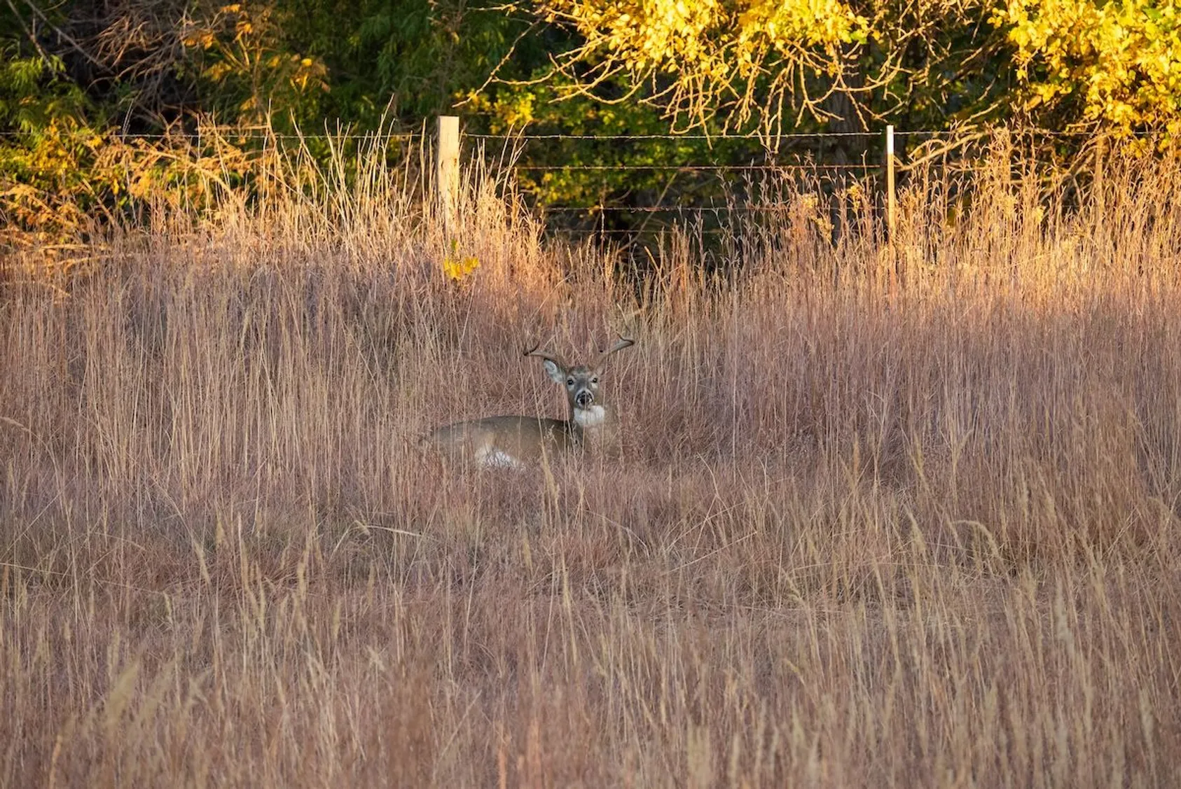 Deer grazing in open field or food plot area, showing successful wildlife attraction through proper habitat management