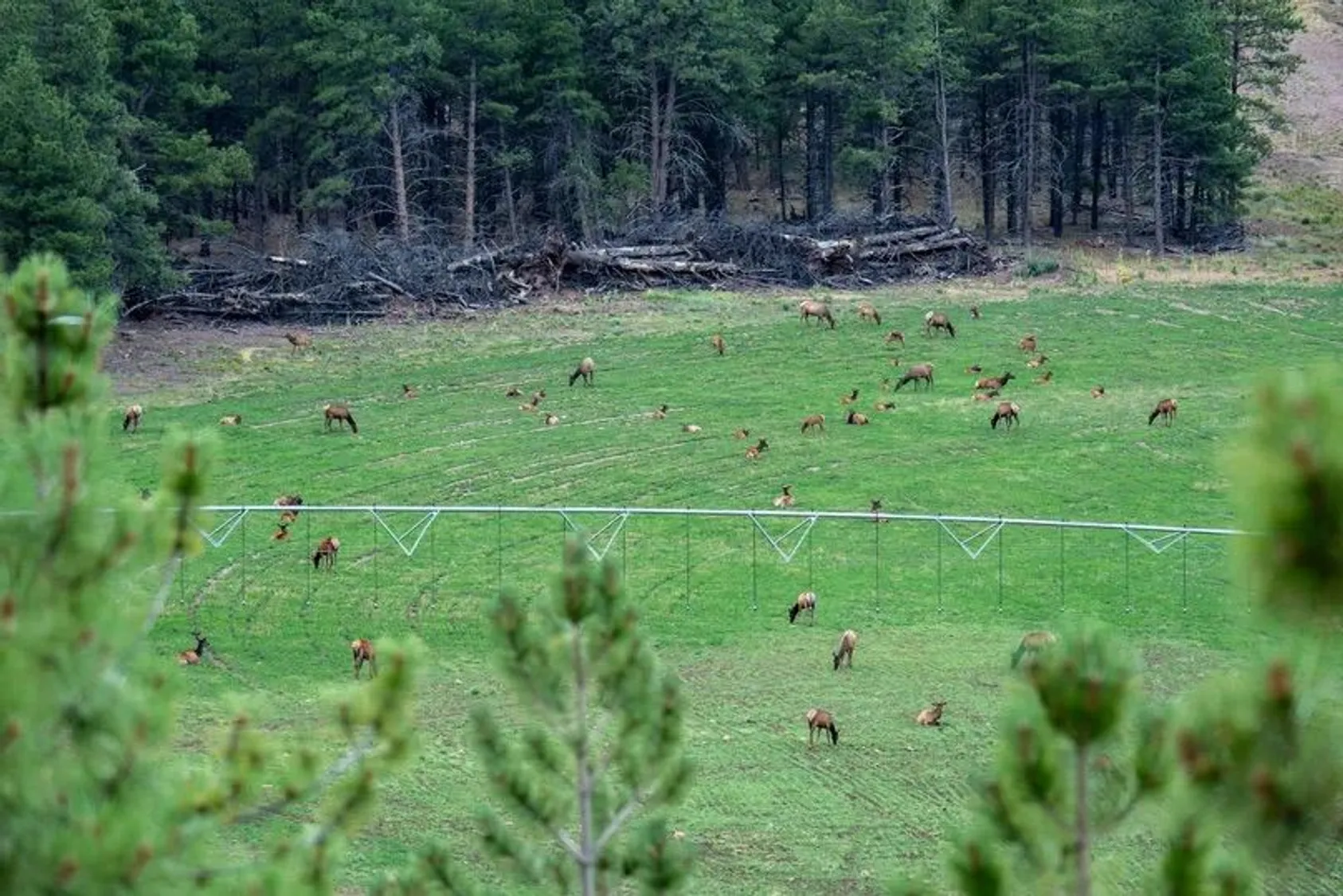 Herd of elk grazing in open pasture field, demonstrating the wildlife and hunting potential of the ranch property