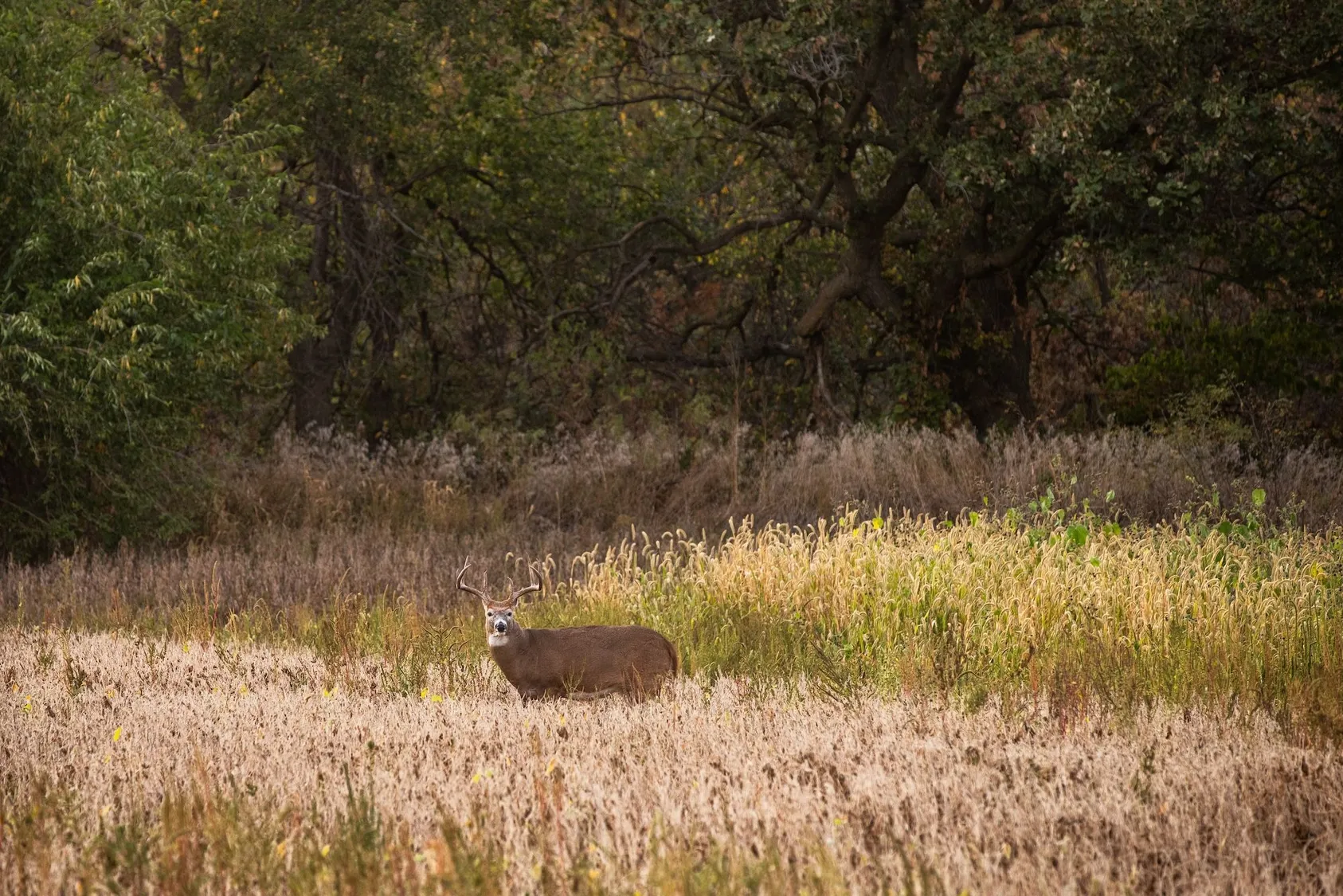 Deer standing in edge habitat between wooded area and open field, demonstrating wildlife value and timber resources on rural property