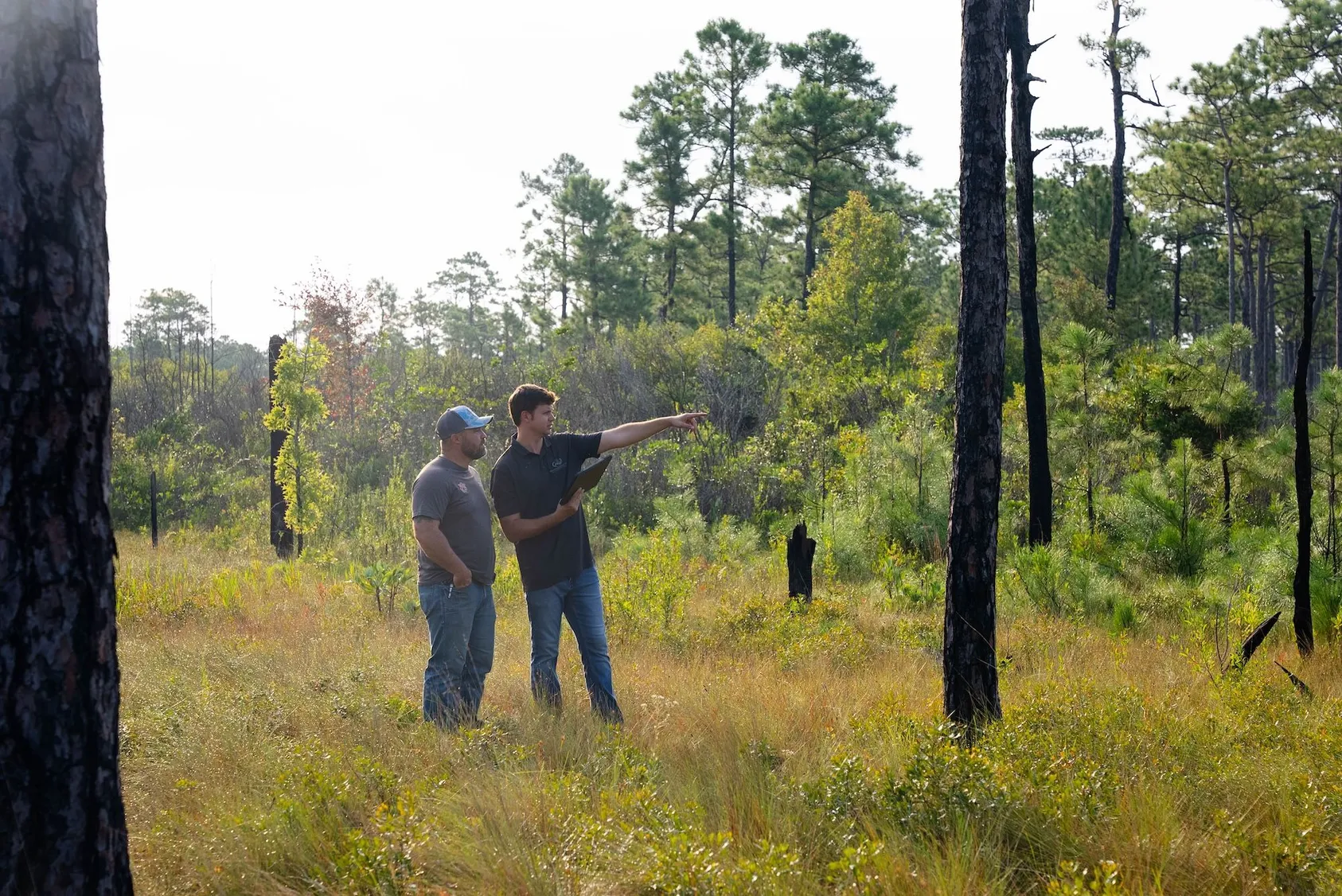 Two men standing among tall pine trees pointing and discussing property boundaries, representing land assessment and evaluation process in forested area