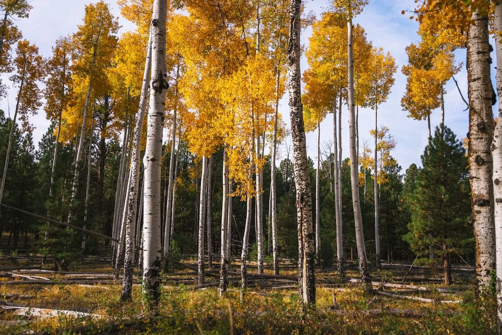 Stand of golden aspen trees in autumn showing bright yellow fall foliage, demonstrating the natural beauty and timber value of rural land