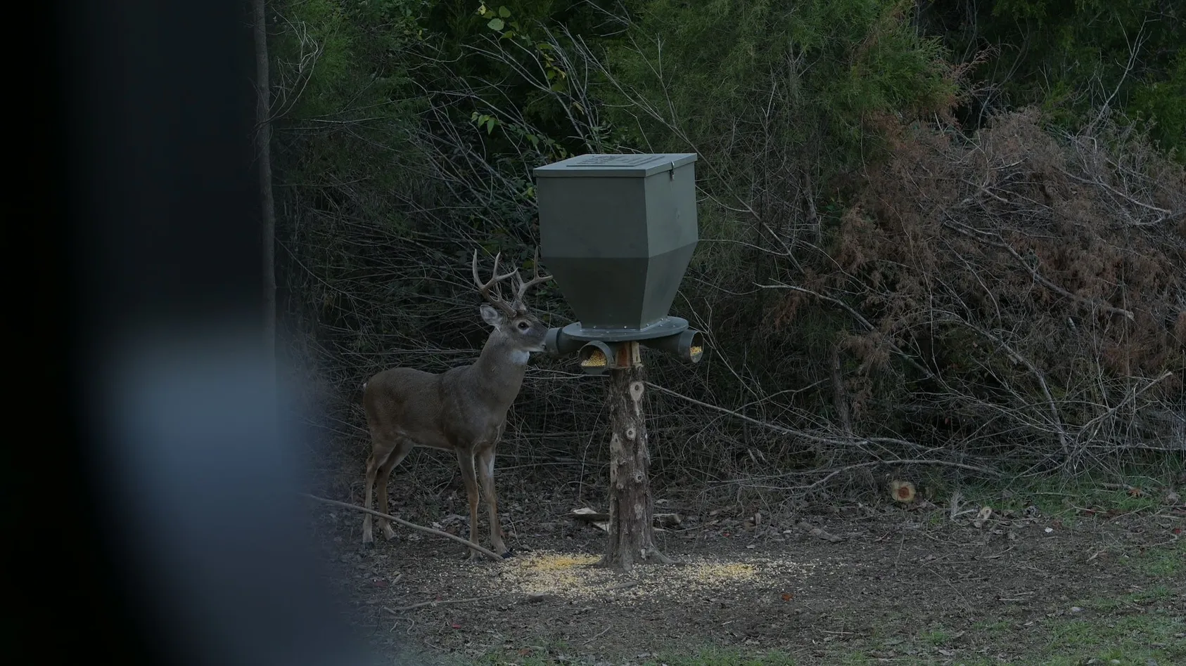White-tailed buck with antlers feeding from elevated gray deer feeder mounted on wooden post in sparse woodland at dusk