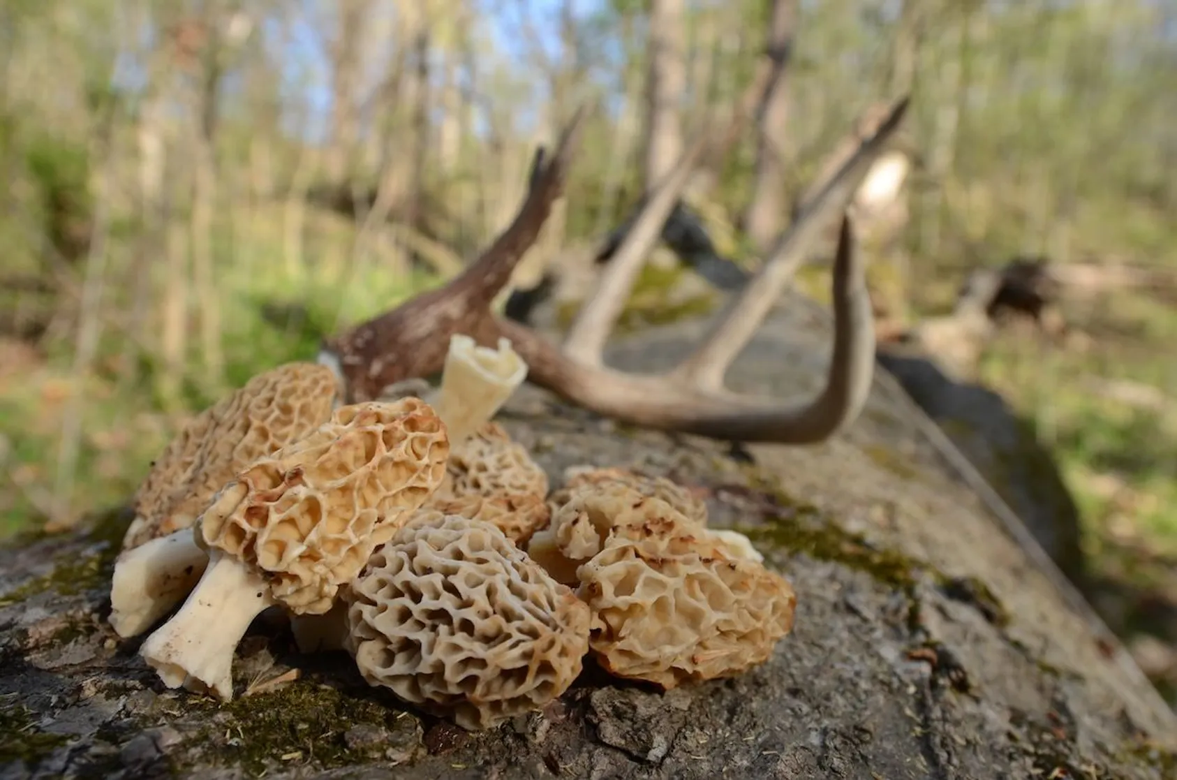 Cluster of tan honeycomb-textured morel mushrooms on weathered log with deer antler and forest debris behind.