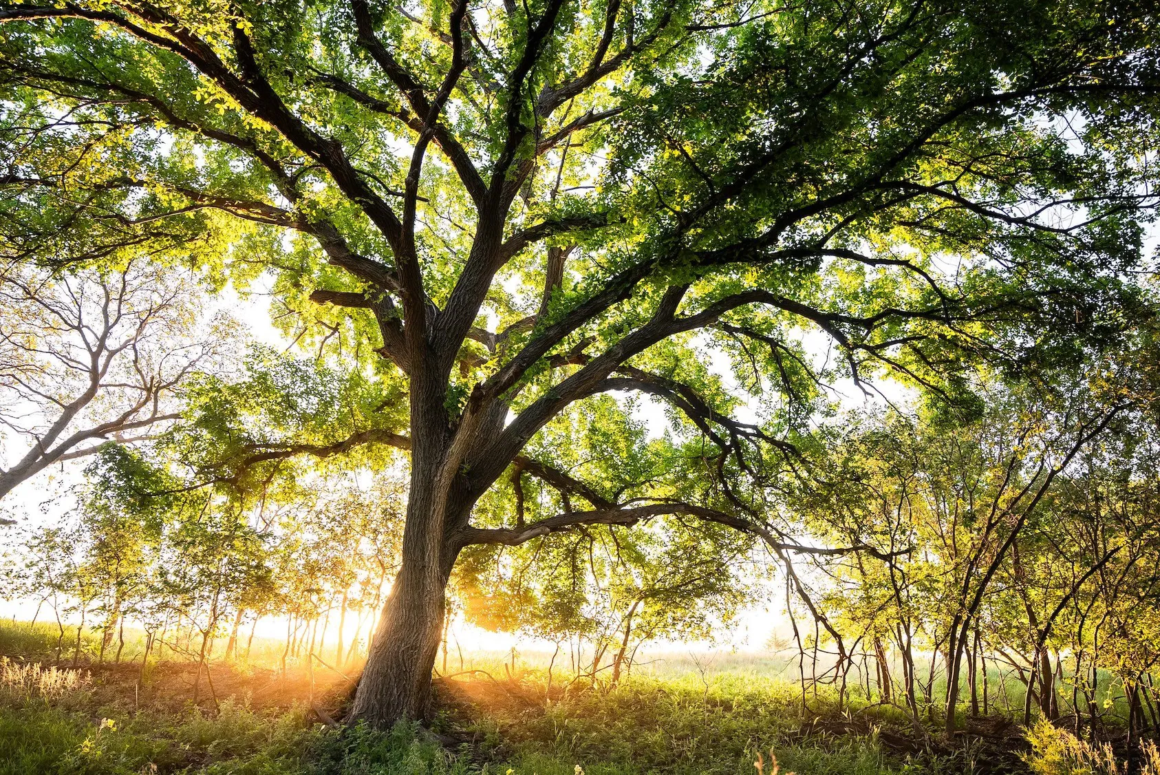 Large mature oak tree with spreading branches backlit by golden sunrise in misty woodland clearing