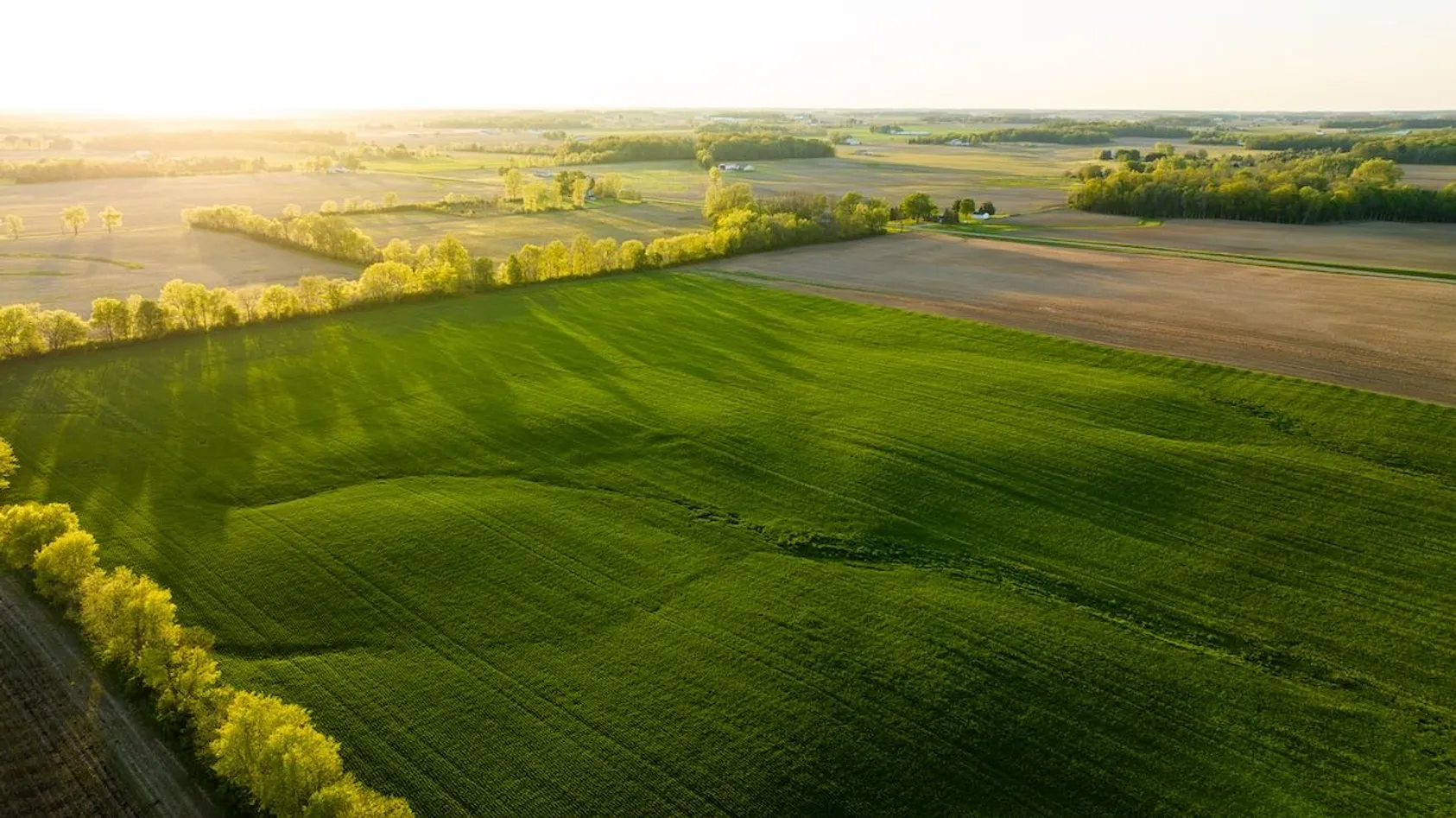 Top Cover Crops for Kansas and Nebraska Farmers