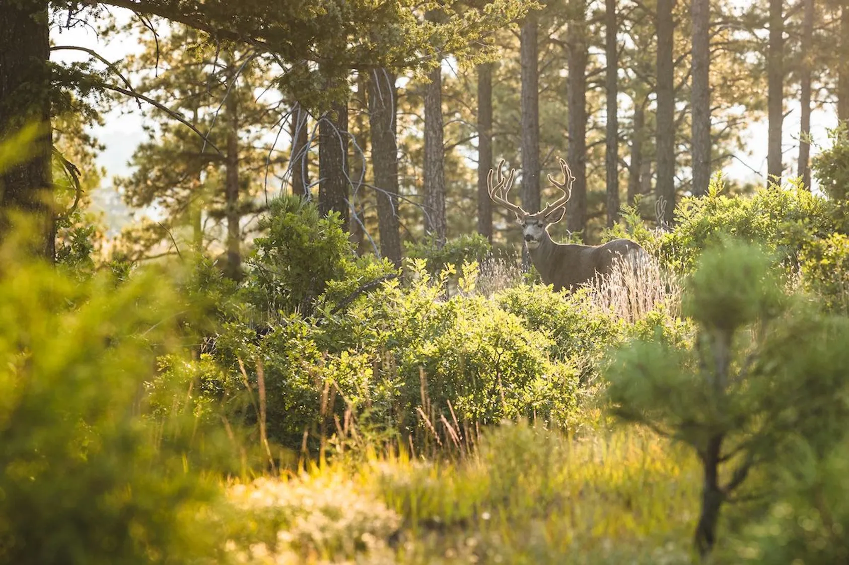Featured Image for Western States Spotlight: Where to Prioritize Your Mule Deer Hunts