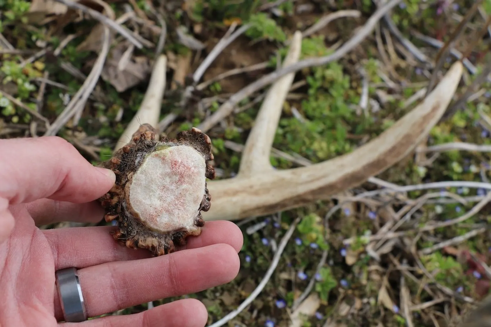 Hand holding freshly found white-tailed deer shed antler against natural ground cover, demonstrating successful shed hunting and antler collection