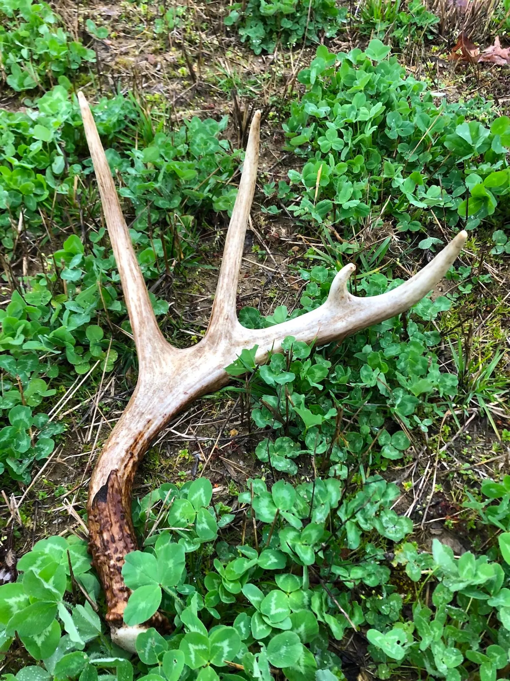 Single white-tailed deer shed antler lying on lush green vegetation and forest floor, showing natural antler drop location during shedding season