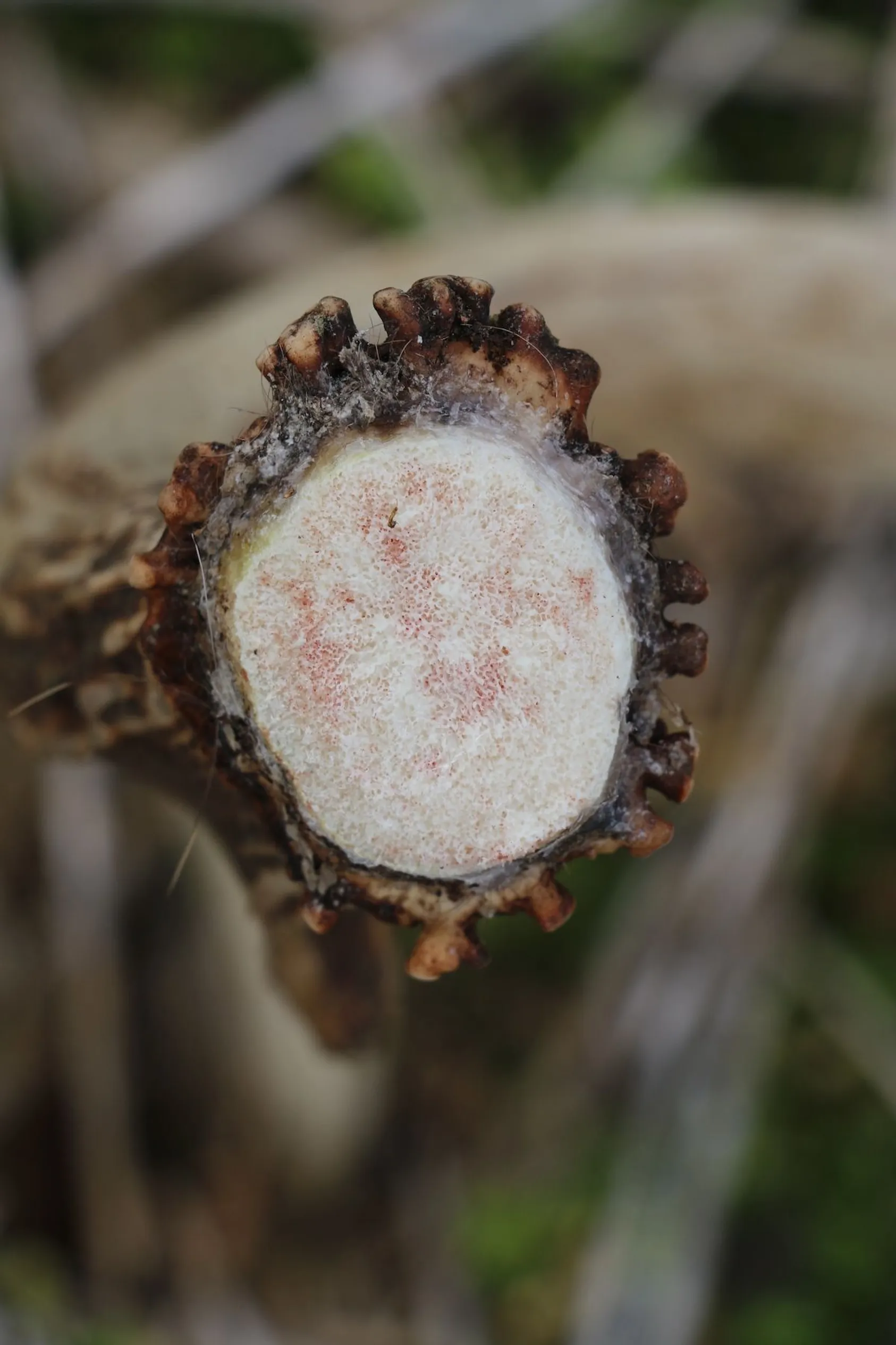 Cross-section view of deer antler showing internal bone structure and marrow cavity, illustrating antler composition and growth patterns for shed hunters