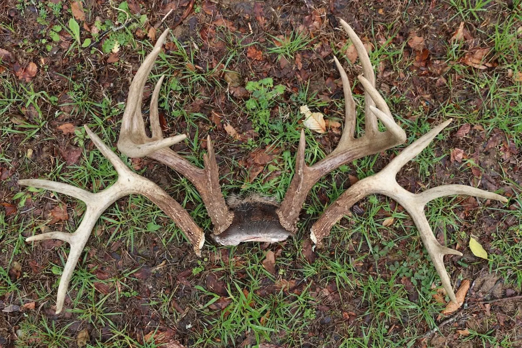 Impressive matched set of large white-tailed deer shed antlers on forest ground, showing trophy-class antlers found during shed hunting season