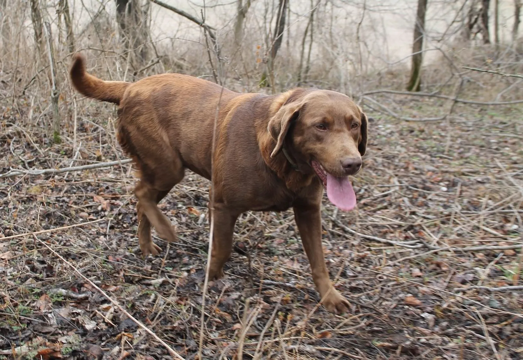 Hunting dog carrying shed deer antler in mouth while standing in dried grass field, demonstrating trained shed hunting dog retrieving antler