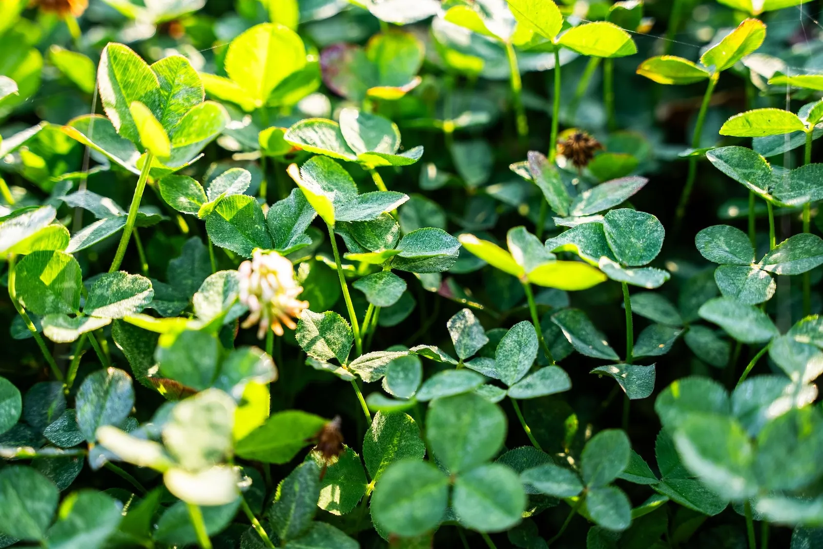 Dense patch of green clover or legume plants growing in food plot, showing healthy crop development for wildlife