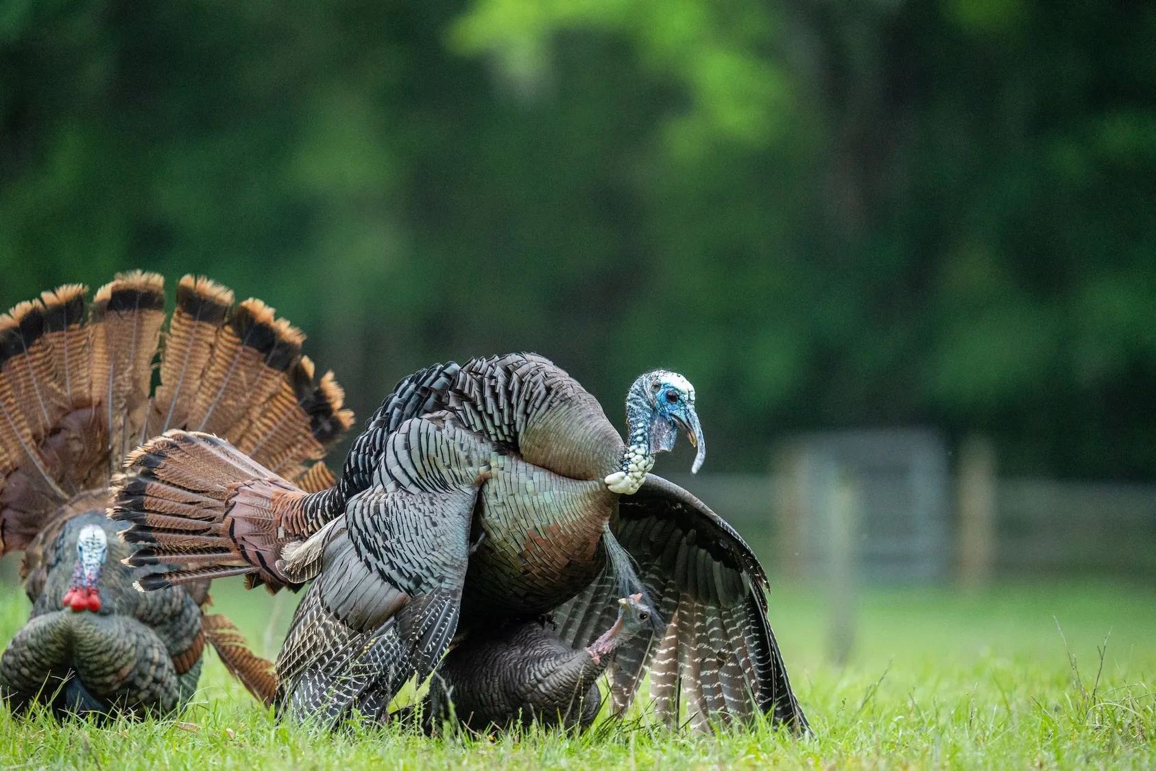 Wild turkeys feeding in grassy field or food plot area, showing the successful attraction of wildlife to planted crops