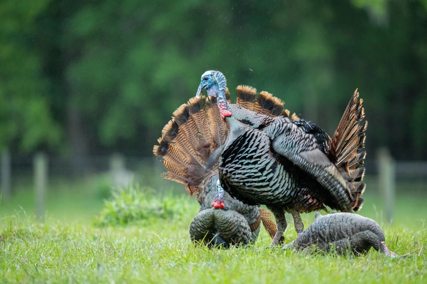 Realistic turkey decoy spread setup in a field showing jake, tom, and hen decoys positioned to attract live turkeys during spring hunting season