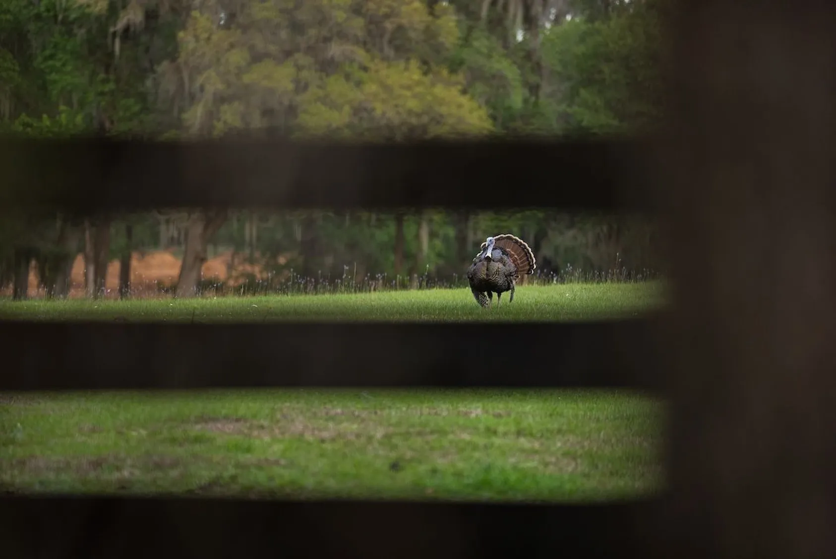 Hunter using binoculars to spot turkeys in a field, with the binoculars on a harness for easy access while turkey hunting