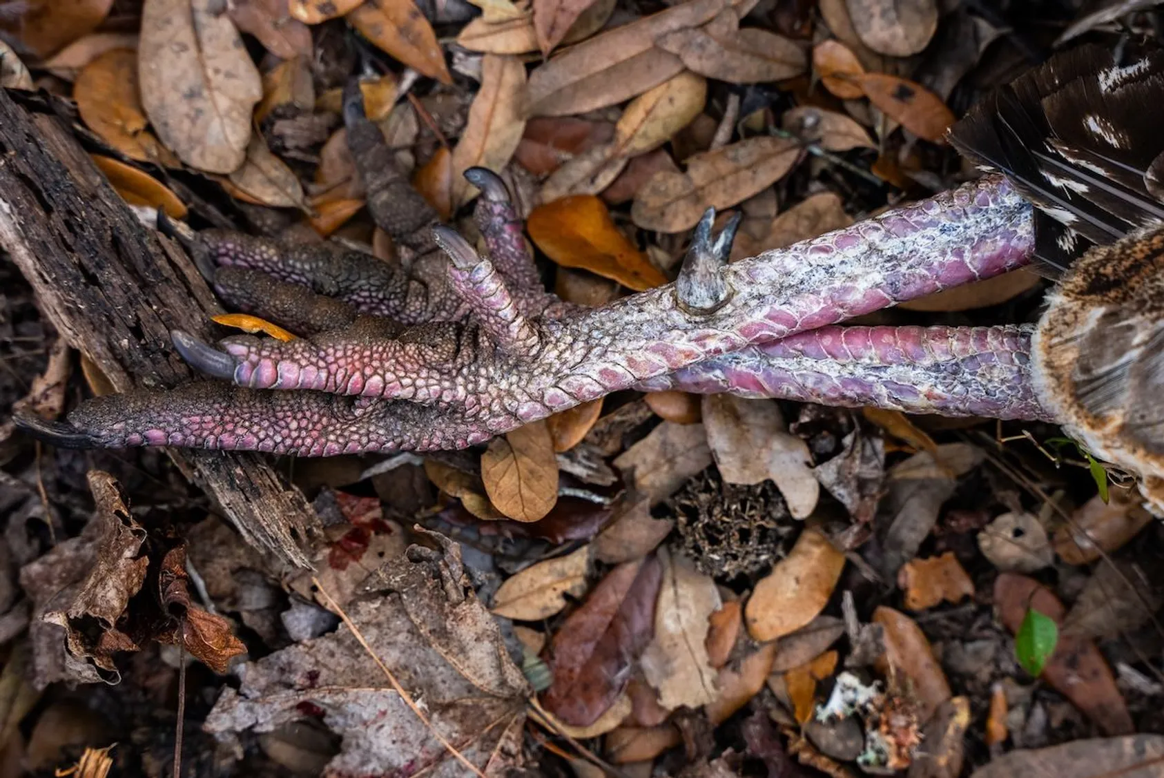 Turkey legs and feet from a successful hunt displayed, showing the results of a productive turkey hunting season