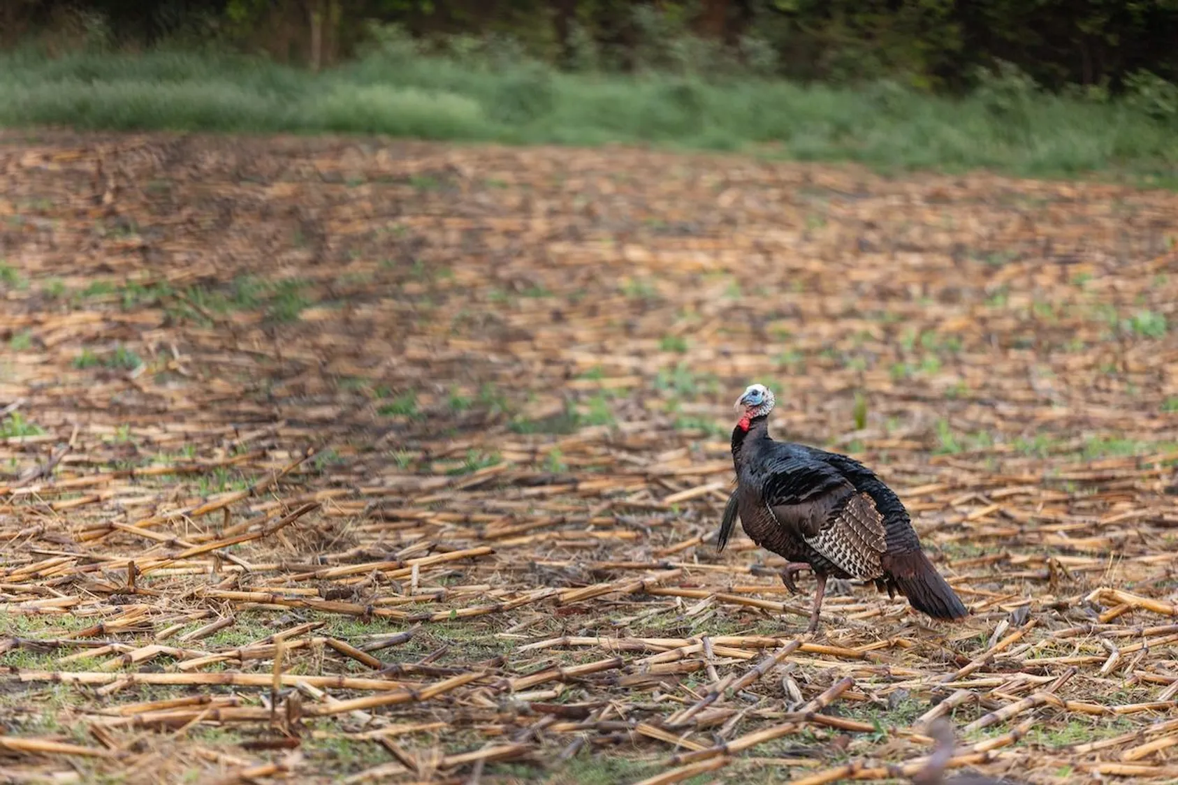 Hunter's license and turkey tags displayed on a wooden surface next to hunting gear, showing the required documentation needed before heading into the field
