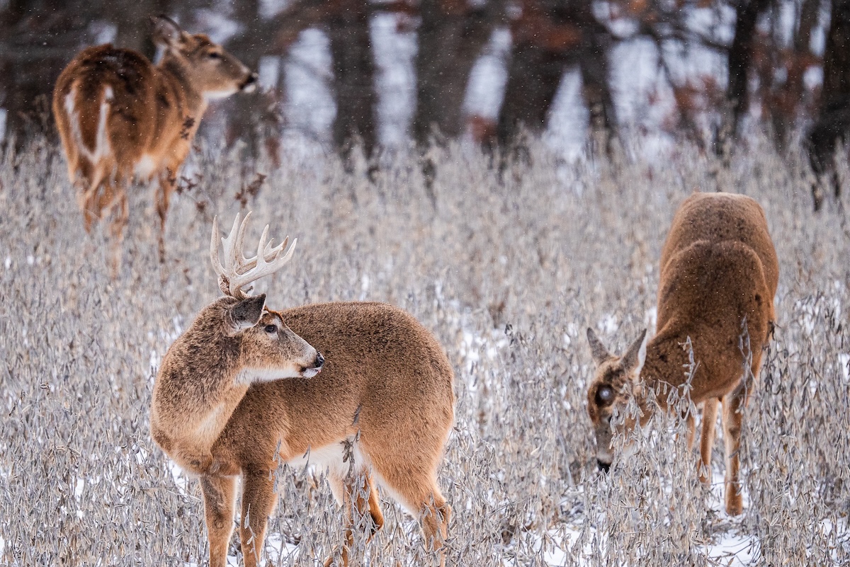 Floating Bows Bow Shooting Tips: How to Improve Accuracy for Deer Season | Whitetail ...