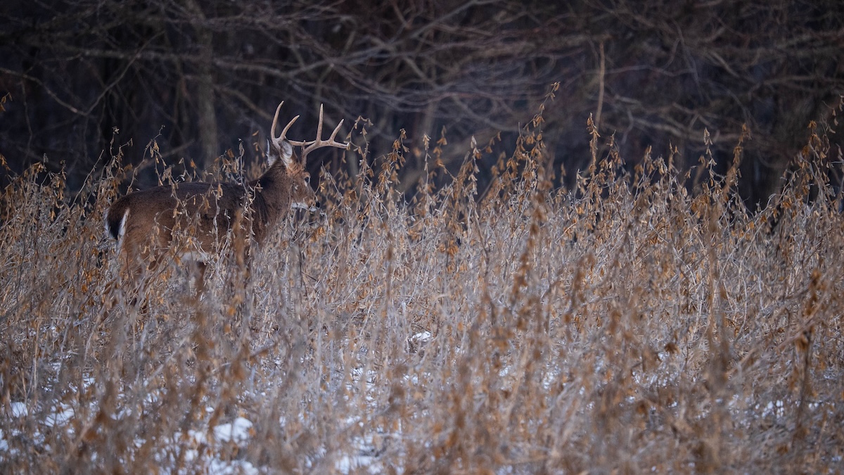 16 Common Food Plot Mistakes That Hurt Deer Hunting and Land Value