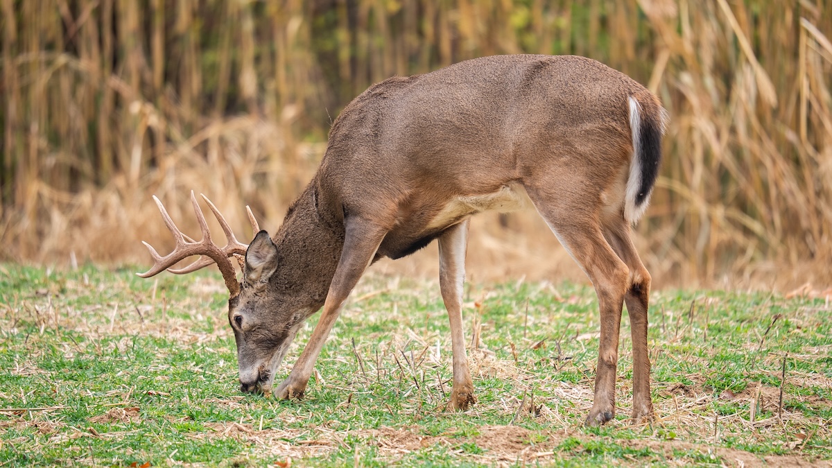 How Food, Weather, Hunting Pressure, and More Affect Deer Movement