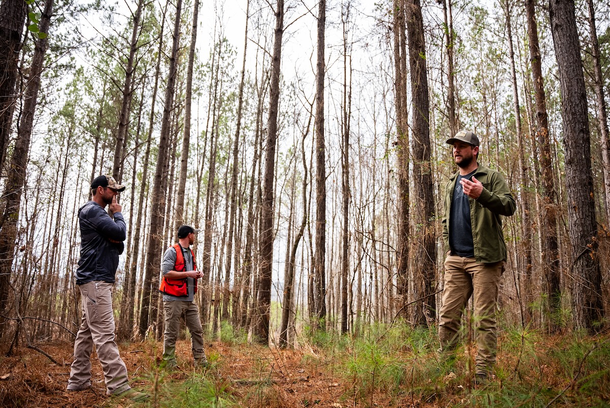 How to Improve Deer Habitat on Your Property