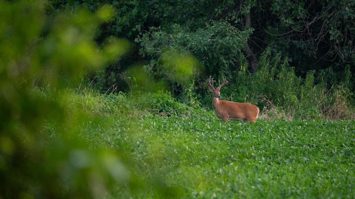 When to Plant Food Plots for Deer in Summer