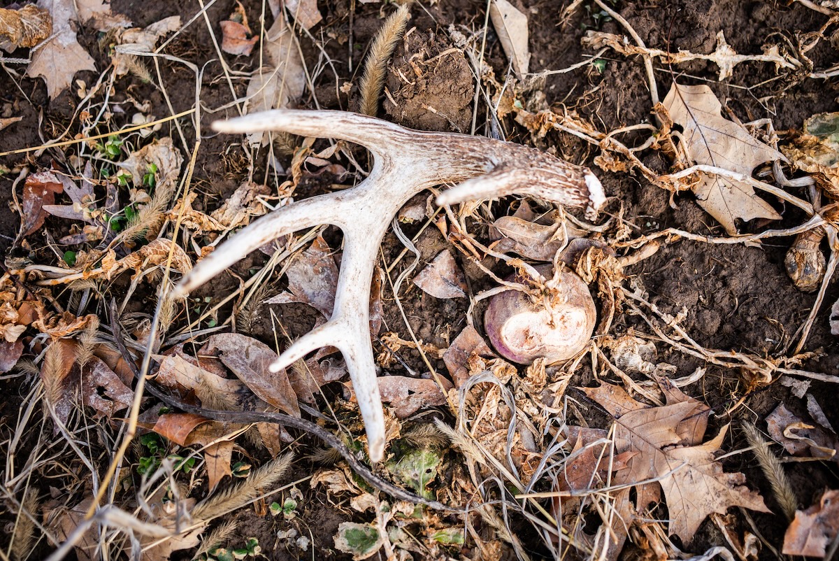 A Guide to Shed Hunting (And 10 Shed Hunting Questions Answered)