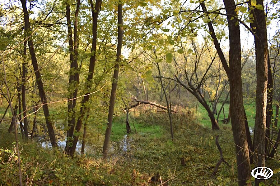 Where Do Deer Sleep?